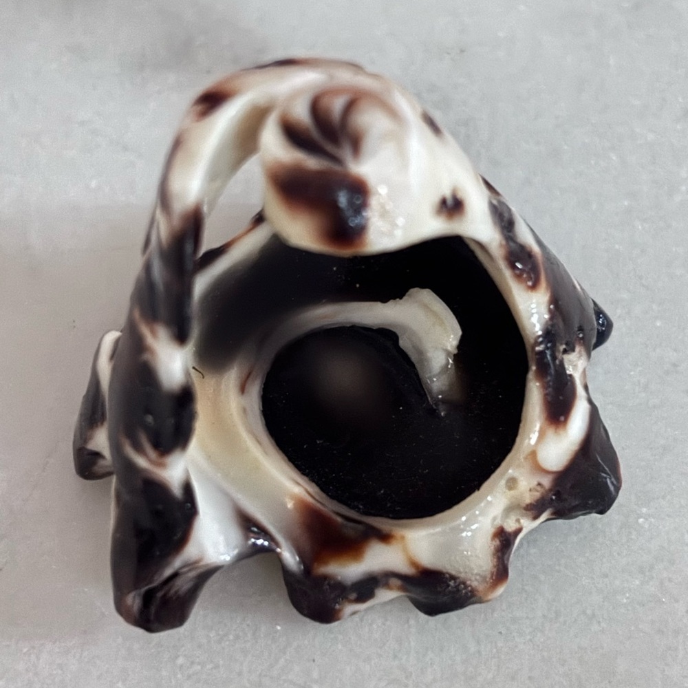 Black and White Ceramic Shell Decor - Picture 4 of 4